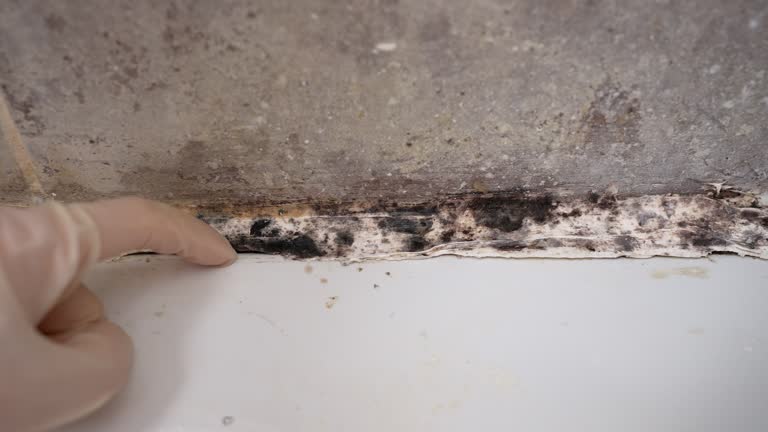 Albany, GA Mold Removal Company